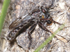 Hypenetes