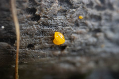 Dacrymyces capitatus