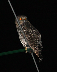 Ninox strenua
