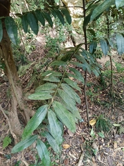 Diospyros blancoi
