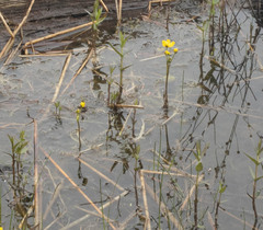 Utricularia inflata