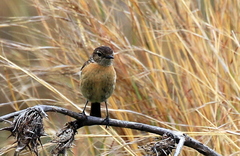 Saxicola torquatus
