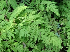 Tectaria devexa