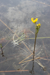 Utricularia inflata