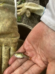 Barbodes semifasciolatus