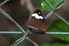 Heteronympha mirifica