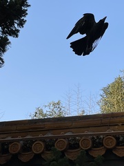 Corvus macrorhynchos