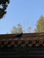 Corvus macrorhynchos