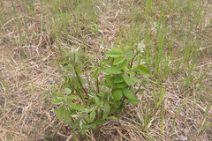 Amelanchier spicata