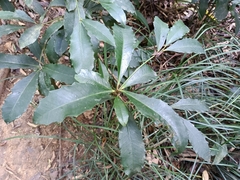 Ardisia cornudentata