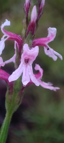 Striga bilabiata