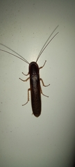 Cyrtotria