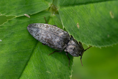 Agrypnus murinus