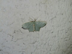 Chloropteryx tepperaria