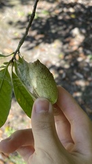 Antheraea yamamai yamamai