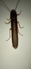 Cyrtotria