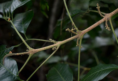 Dysoxylum oppositifolium
