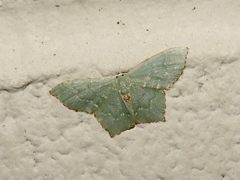 Chloropteryx tepperaria
