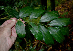Dysoxylum oppositifolium