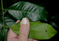 Dysoxylum oppositifolium