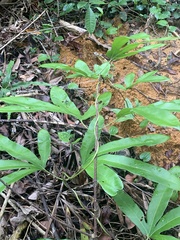 Lygodium circinnatum