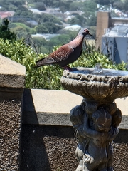 Columba guinea