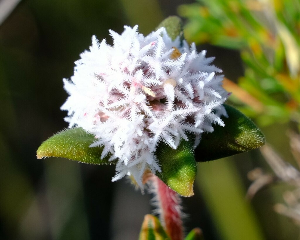 Leucopogon plumuliflorus