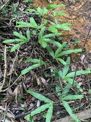 Lygodium circinnatum