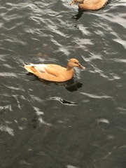 Anas platyrhynchos domesticus