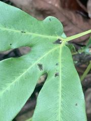 Lygodium circinnatum