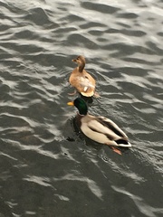 Anas platyrhynchos domesticus