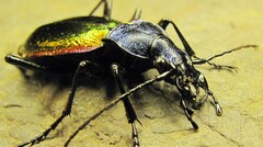 Carabus hispanus