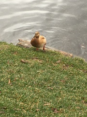 Anas platyrhynchos domesticus