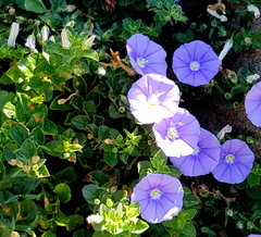 Convolvulus sabatius