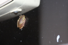 Ranoidea phyllochroa