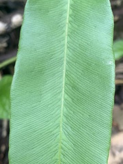 Lygodium circinnatum