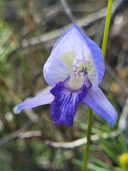 Disa purpurascens