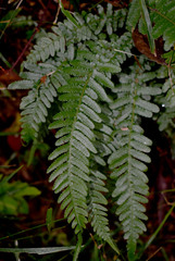 Blechnum parrisiae