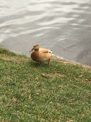 Anas platyrhynchos domesticus