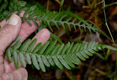 Blechnum parrisiae