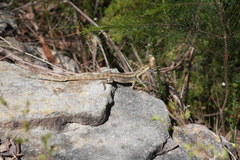 Amphibolurinae