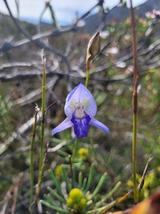 Disa purpurascens