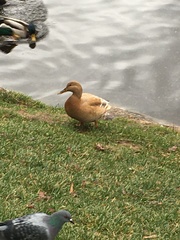 Anas platyrhynchos domesticus