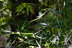 Phylloscopus tenellipes