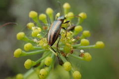 Neoeutrapela