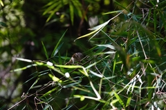 Phylloscopus tenellipes