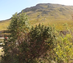 Cliffortia reniformis