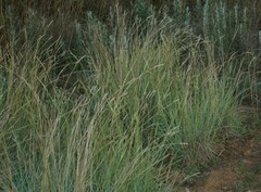 Heteropogon contortus