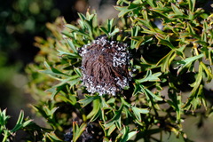 Isopogon dubius