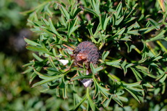 Isopogon dubius